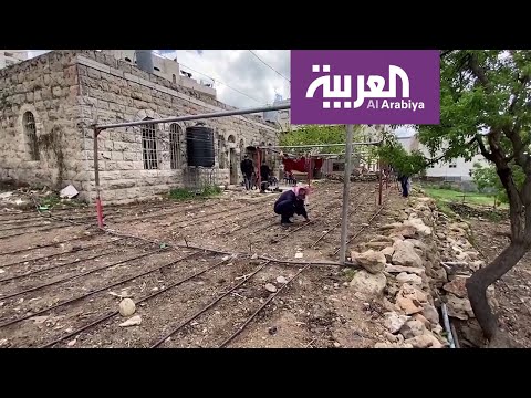 شاهد فلسطينيون يزرعون الخضار في حدائق منازلهم