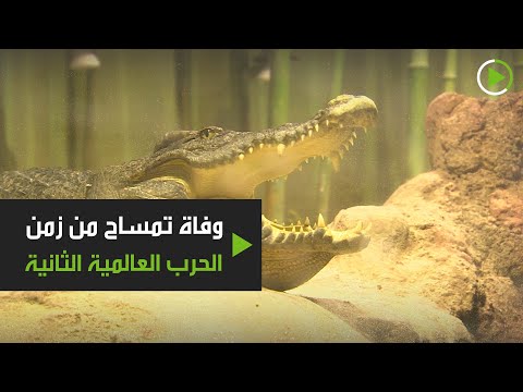 شاهد وفاة التمساح ساترون بحديقة الحيوانات في موسكو