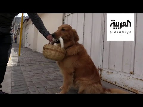 شاهد كلب يتسوق في زمن كورونا ويحترم إجراءات السلامة الوقائية