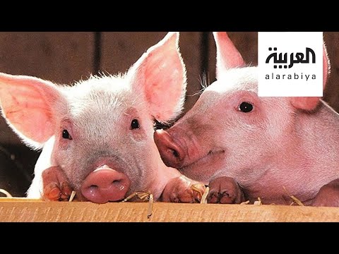 شاهد جي 4 نوع جديد من إنفلونزا الخنازير في الصين
