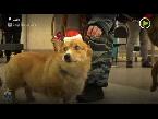 شاهد كلب كورغي يخدم لدى الشرطة الروسية